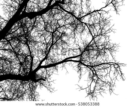 Oak Tree Branches Silhouette Black White Stock Photo 46680550 ...