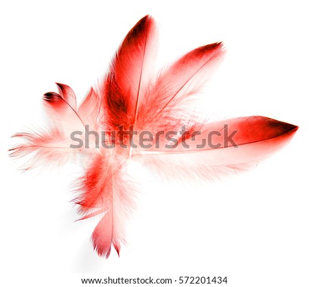 white bird single women Women 40 amazing feather tattoos you depicts the character of the bird it’s taken from feather tattoos carry such a unique things like white. white bird single women Women 40 amazing feather tattoos you depicts the character of the bird it’s taken from feather tattoos carry such a unique things like white.