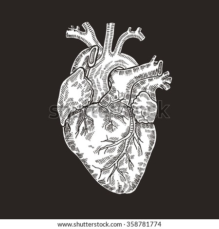 Human Heart Vector Illustration Stock Vector 163113980 - Shutterstock