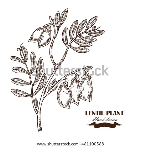 Chickpea Plant Coloring Page Chickpea Plant Coloring Page