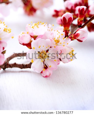 Spring Blossom. Apricot Flowers
