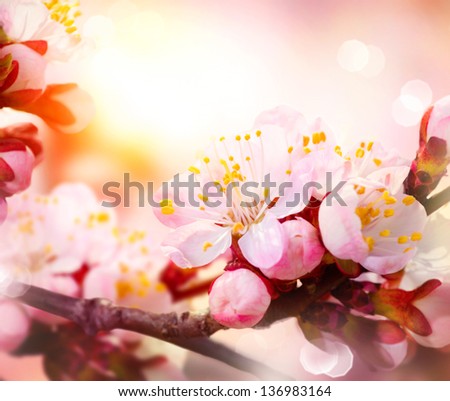 Spring Blossom. Apricot Flowers