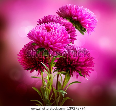 Aster Autumn Flowers Art Design Stock Photo 112953589 - Shutterstock