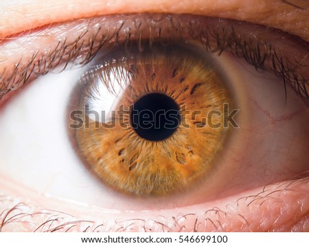 Brown Eyes Stock Images, Royalty-Free Images & Vectors | Shutterstock