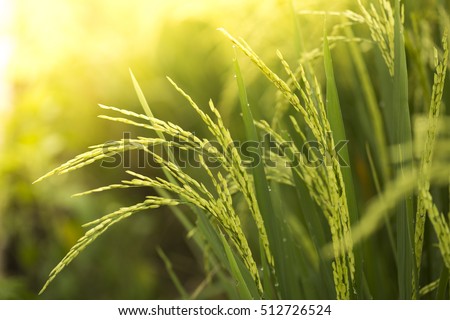 Rice farm- Rice field- Rice paddy, rice pants Rice paddy - Jawa, Indonesia