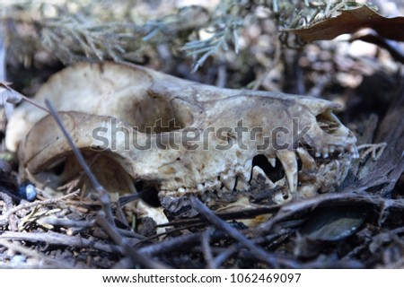 Possum Imágenes pagas y sin cargo, y vectores en stock | Shutterstock