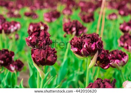 spring maroon color flowers dark red stock photo edit now