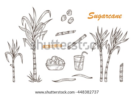 Hand drawn Sugar cane set. Sugarcane plants, Stalks, leaves, juice and sugar cubes. Vector illustration