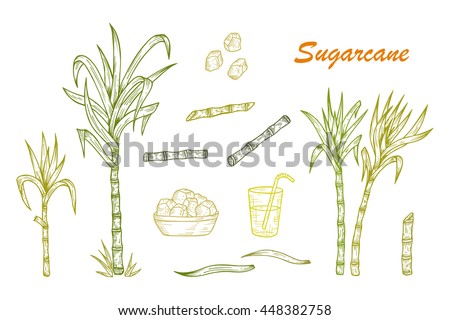 Hand drawn Sugar cane set. Sugarcane plants, Stalks, leaves, juice and sugar cubes. Vector illustration