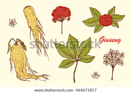 Medicinal plants Set. Root, Leaves, Berries and Flowers Panax Ginseng. Alternative medicine. Biological additives. Traditional herbal therapy. Vector illustration