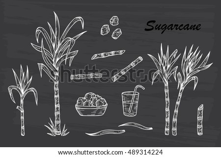 Hand drawn Sugar cane set. Sugarcane plants, Stalks, leaves, juice and sugar cubes. Vector illustration