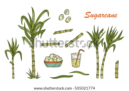 Hand drawn Sugar cane set. Sugarcane plants, Stalks, leaves, juice and sugar cubes. Vector illustration