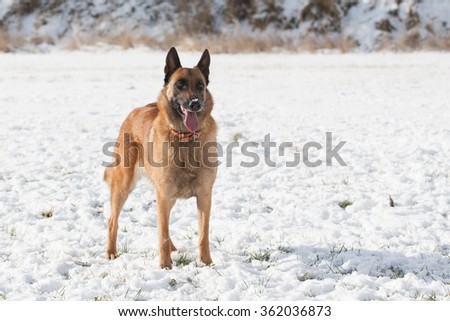 belgian shepherd rescue south africa belgian shepherd dog stock images royalty free images u0026 vectors belgian shepherd rescue south africa belgian shepherd dog stock images royalty free images u0026 vectors