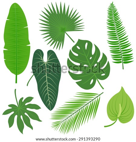 Philodendron Stock Photos, Images, & Pictures | Shutterstock