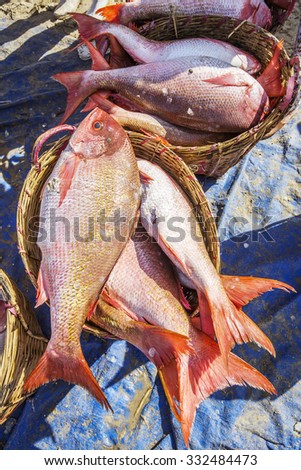 Fish