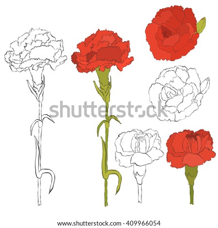 carnation flowers collection hand drawn inky carnation single flowers and branch isolated on white - Carnation Flower Colors carnation flowers collection hand drawn inky carnation single flowers and branch isolated on white - Carnation Flower Colors