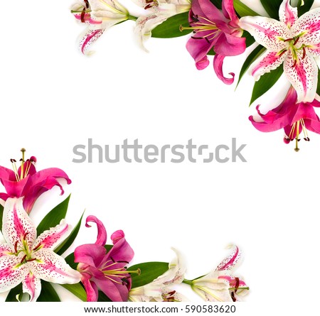 Pink Bridal Lilies Border On White Stock Photo 97233647 - Shutterstock