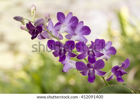 Orchid. Red orchid. Orchid is queen of flowers. Orchid in tropical garden. Orchid in nature. Orchid, orchid, orchid, orchid.