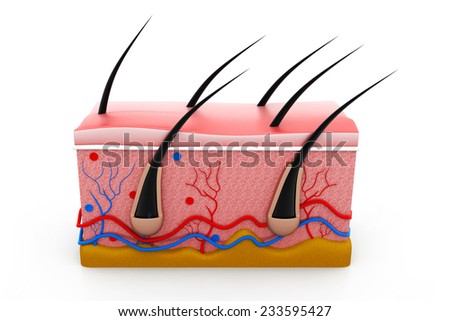 epidermis stock photo images 1 157 epidermis royalty free images and photography available to skin cross section stock images royalty free images vectors epidermis stock photo images 1 157 epidermis royalty free images and photography available to skin cross section stock images royalty free images vectors