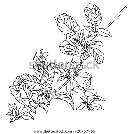 beautiful flowers bougainvillea drawn hand translated beautiful flowers bougainvillea drawn hand translated