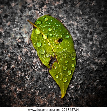 Wet leaf on the ground - stock photo