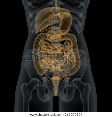 Human Physiology Stock Images, Royalty-Free Images & Vectors | Shutterstock