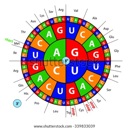 Translation Base Triplets Genetic Code Help Stock Vector 339833039 ...