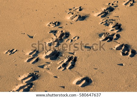Cow Tracks Stock Images, Royalty-Free Images & Vectors | Shutterstock