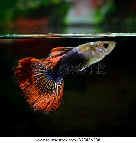 Guppy Stock Photos, Images, & Pictures | Shutterstock