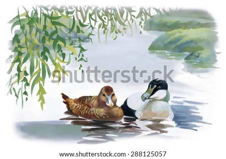 Duck Swimming Stock Images, Royalty-Free Images & Vectors  Shutterstock