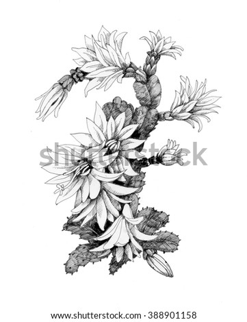 Floral Composition Bouquet Hand Drawn Flowers Stock Vector 578914369 ...