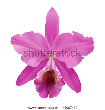 Orchid.
Hand drawn vector illustration of a tropical orchid Cattleya warneri, with pink petals and lip, on transparent background.