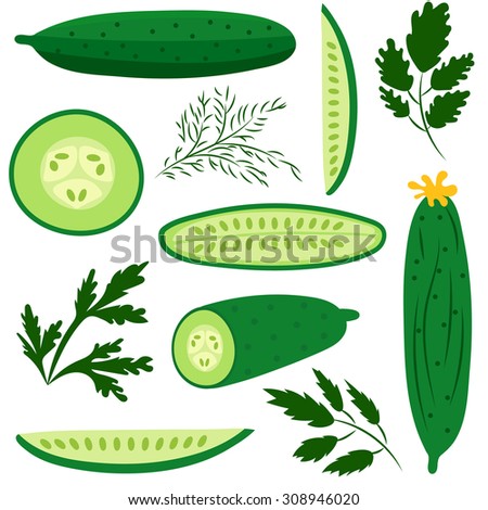 Set of ripe cucumbers made in flat style. Great for design of healthy lifestyle or diet. Single cucumber, half a cucumber, a slice of cucumber and various herbs. Vector illustration.