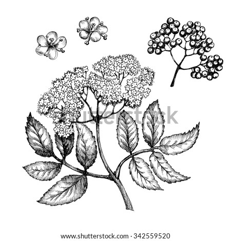 Elderberry Stock Images, Royalty-Free Images & Vectors | Shutterstock