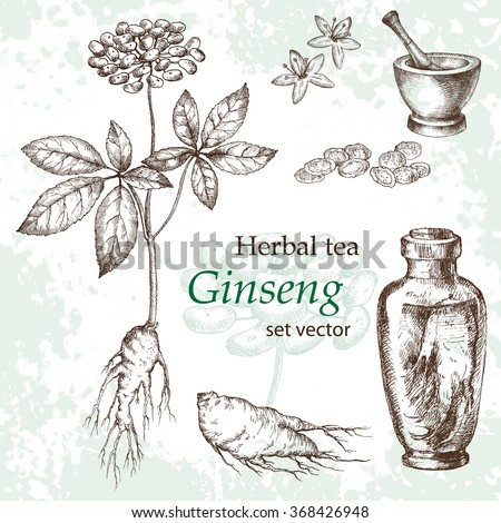 Ginseng botanical drawing. Herbal tea set. Hand drawn. Medicinal plant. Grange background.