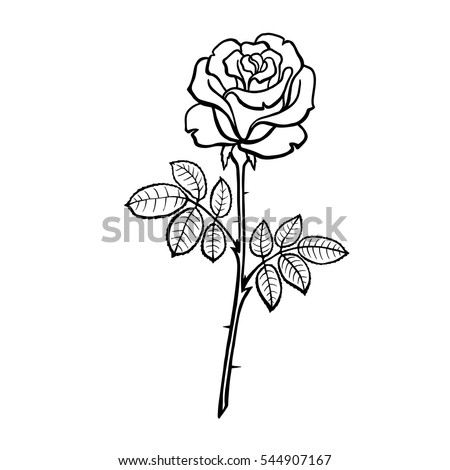 Rose Stock Images, Royalty-Free Images & Vectors | Shutterstock