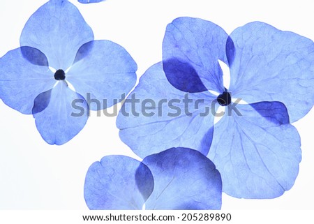 Pressed Flower Of Hydrangea - stock photo