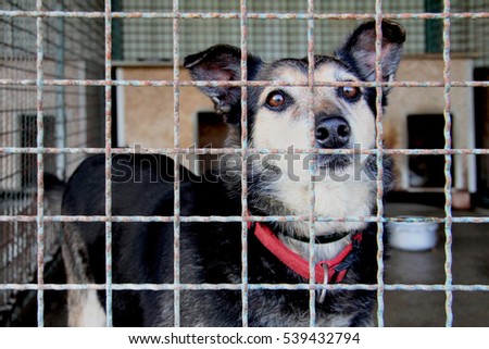 Dog Behind Cage Stock Photo 304399403 - Shutterstock