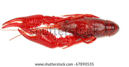 Colorful Red Grouper Fish On White Stock Photo 102758639 - Shutterstock