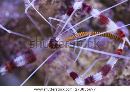 Banded Coral Shrimp Diet Food