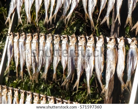 Lake Como, Italy: Typical fish named misultin dried in the sun