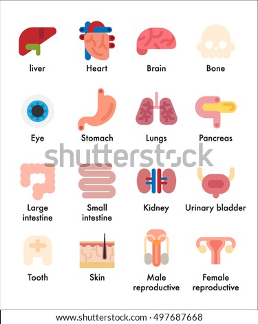 Illustration Showing Stages Human Embryonic Development Stock Vector ...