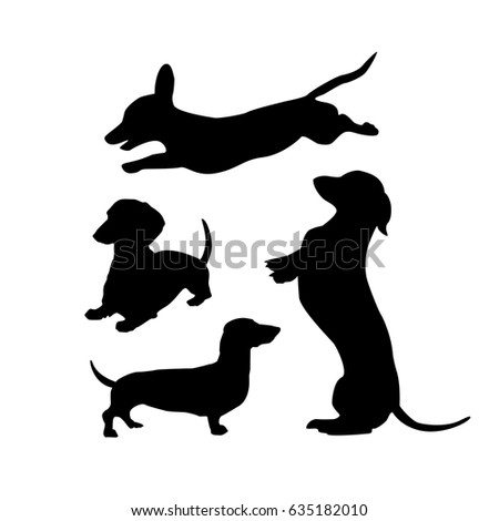 Dachshund Stock Images, Royalty-Free Images & Vectors | Shutterstock