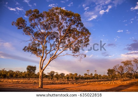 Ghost Gum Tree Stock Images, Royalty-Free Images & Vectors | Shutterstock