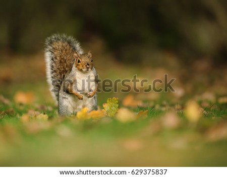 Bush Tails