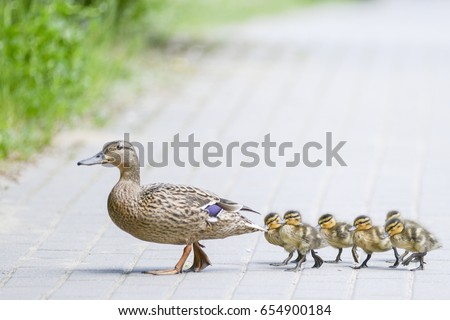 Duck Stock Images, Royalty-Free Images & Vectors | Shutterstock