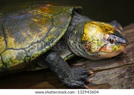 Erymnochelys Stock Photos, Royalty-Free Images & Vectors - Shutterstock