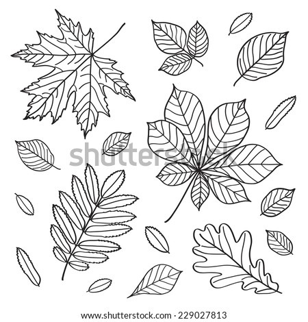 Set Images Leaves Different Trees Hand Stock Vector 229027813 ...