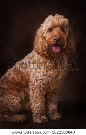 Cockapoo Stock Image