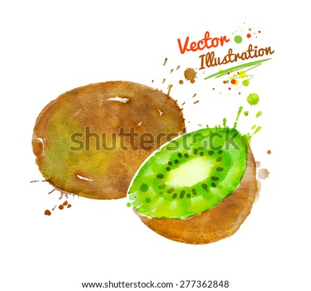 Vector watercolor hand drawn illustration of kiwi.